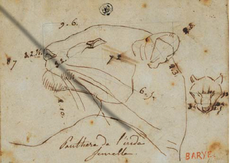 Antoine-Louis Barye – Dessins : Deux études de la tête d’une « Panthère de l’Inde femelle » en vue latérale gauche et vue dorsale. Graphite et plume, encre brune